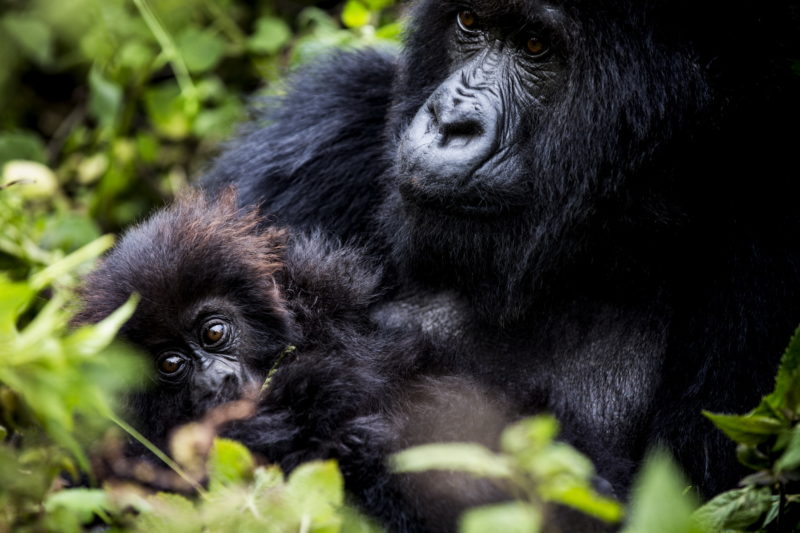 Rwanda - Volcanoes National Park - 1568 - Bisate Lodge gorilla