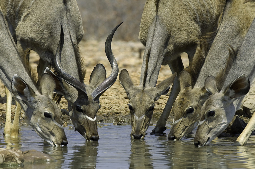 Namibia - Wildlife