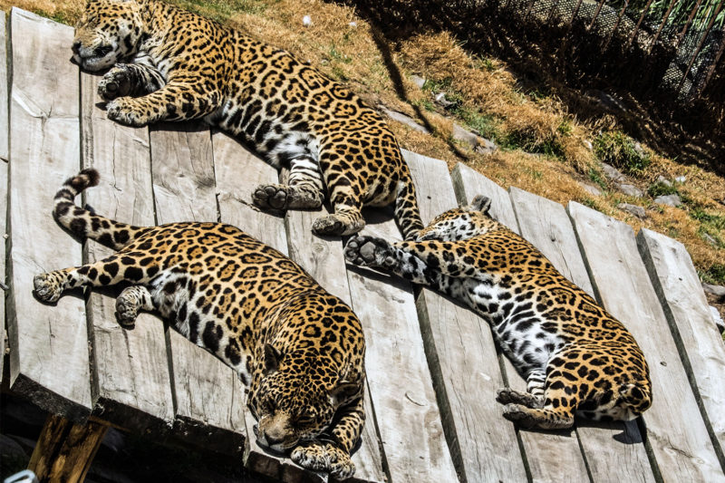Granja Porcon Jaguars Peru