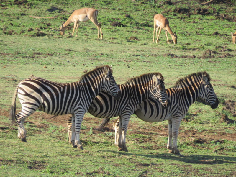 andBeyond Phinda Private Game Reserve - Rock Lodge - Zebra