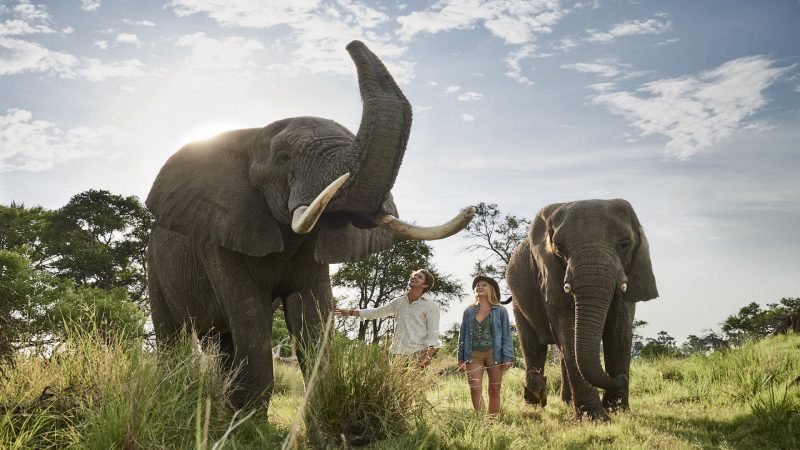 Sanctuary Baines' Camp - Elephant