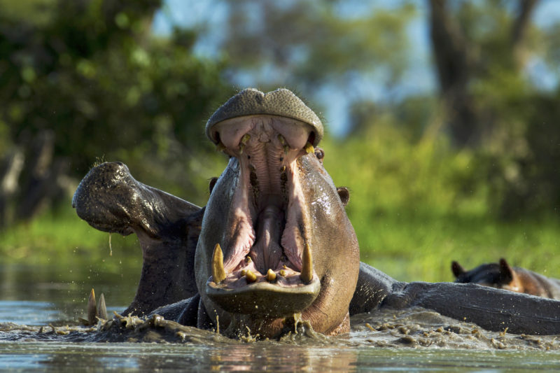 Selinda Reserve - Wildlife Hippo