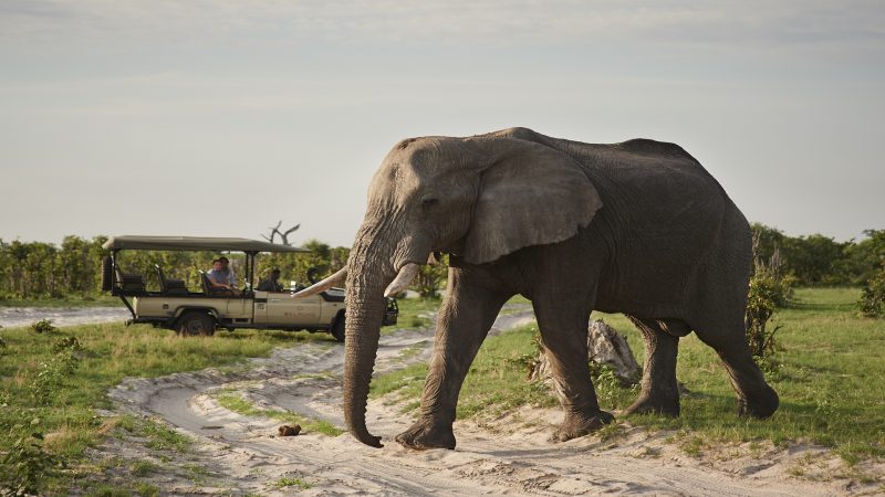 Belmond Savute Elephant Lodge - Elephants