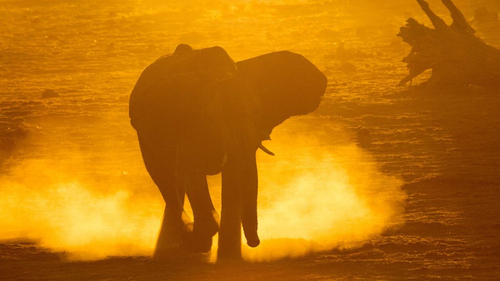 Savute Safari Lodge - Elephant