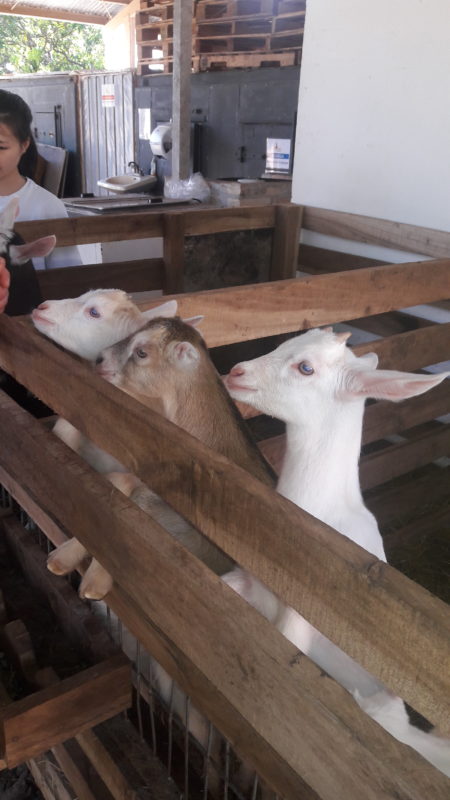 Baby goats in Costa Rica