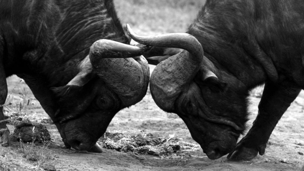 Lemala Ngorongoro Camp - Buffalo