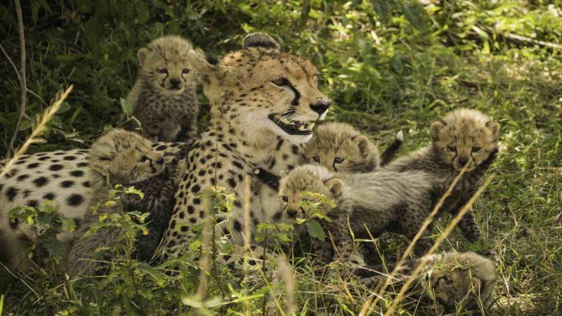 Governors' Camp - Cheetah