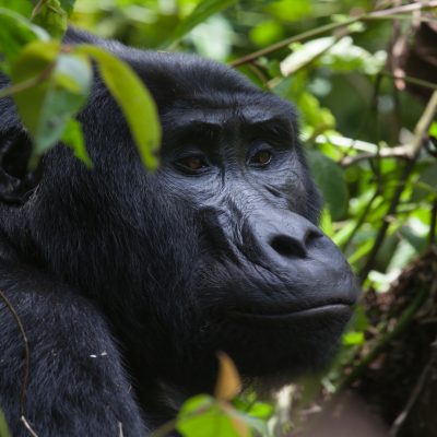 Gorilla Trekking: Clouds Mountains