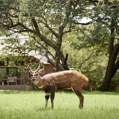 A Deluxe Highlight Tour of Victoria Falls and Botswana