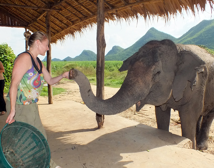 Meet Elephants in Thailand