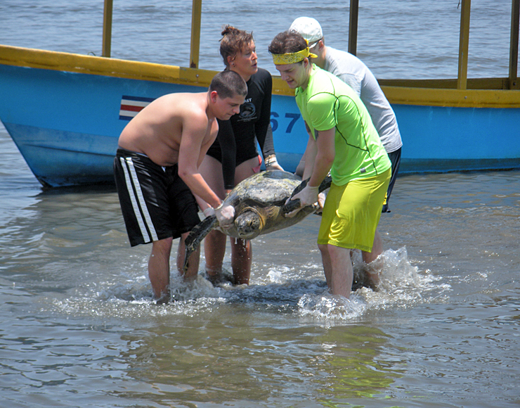 Turtle rescue project Costa Rica