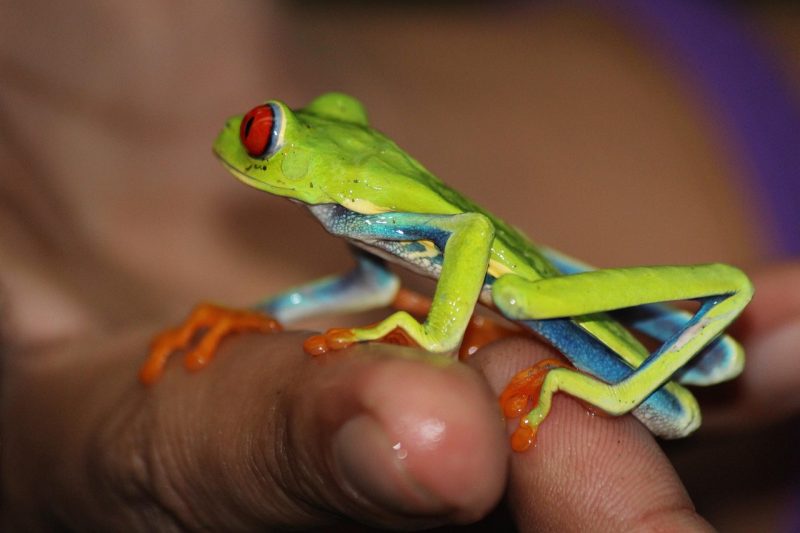 Green-eyed Tree Frog in a human hand