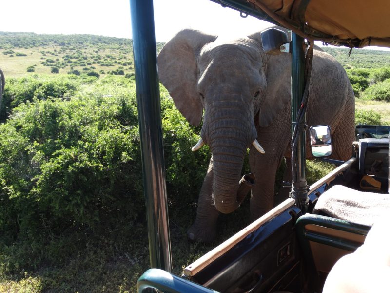 elephant safari south africa