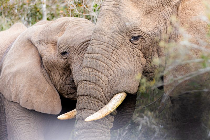 safari south africa
