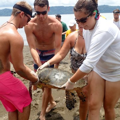 Turtle Conservation, Adventure & Culture Experience in Costa Rica