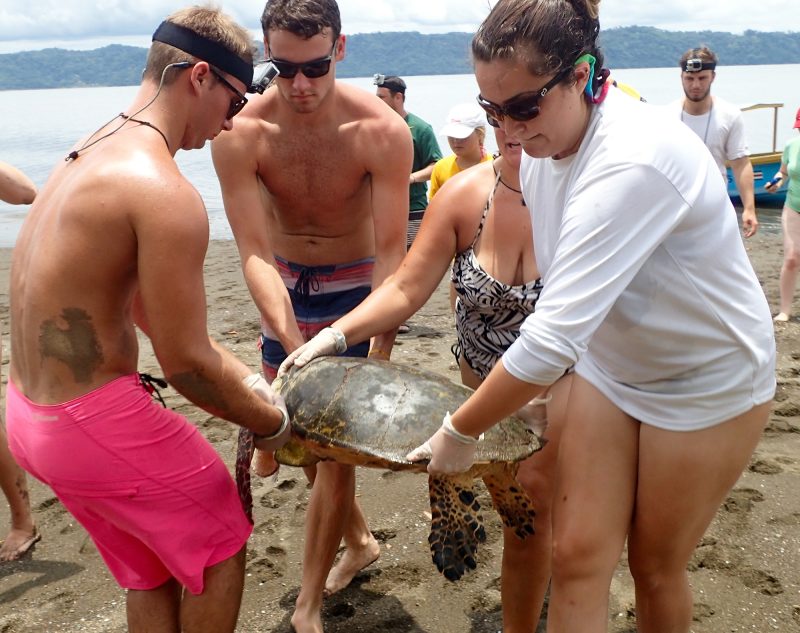 Volunteers in Costa Rica rescue a Leatherback Turtle