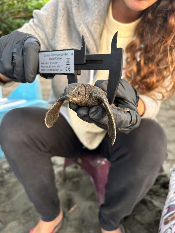 Baby turtle being measured in Costa Rica
